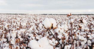 2,200 cotton bales imported thru Wagah 